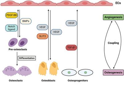 Hydrogel scaffolds in bone regeneration: Their promising roles in angiogenesis